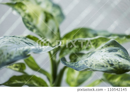 室內植物 Dihenbachia 的圖像 室內植物 Dihenbachia 的圖像 110542145