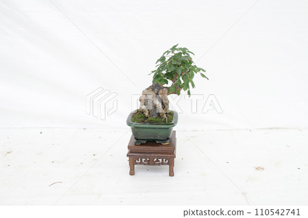 a Bonsai pine tree against a white wall 110542741