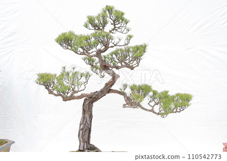 a Bonsai pine tree against a white wall 110542773