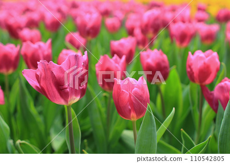a Tulipa gesneriana, the flower bed at garden a Tulipa gesneriana, the flower bed at garden 110542805