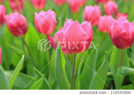 a Tulipa gesneriana, the flower bed at garden a Tulipa gesneriana, the flower bed at garden 110542806