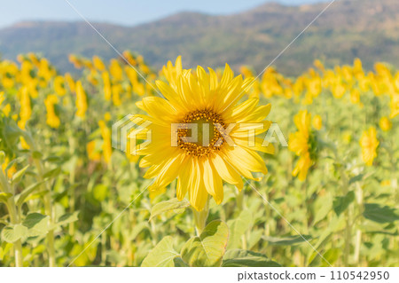 Yellow Sunflower blooming field natural background 110542950