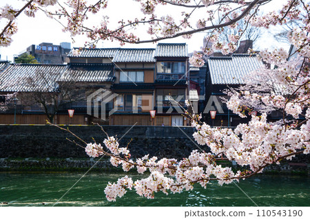櫻花盛開的金澤一町 110543190