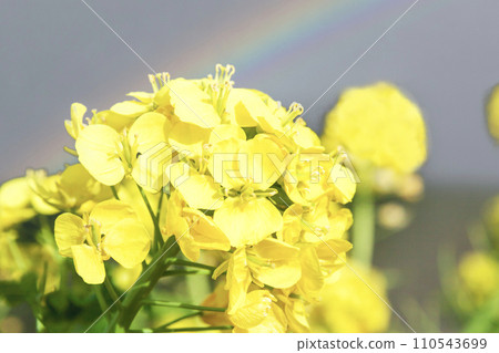 Rainbow on the background of rape blossoms 110543699