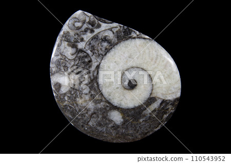 菊石海的歷史 110543952