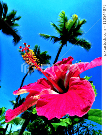 Hibiscus at Rangiroa Atoll Resort, Tahiti 110544073