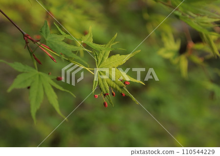 Flowers are blooming on the fresh green maple Flowers are blooming on the fresh green maple 110544229