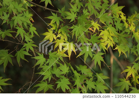 Flowers are blooming on the fresh green maple Flowers are blooming on the fresh green maple 110544230