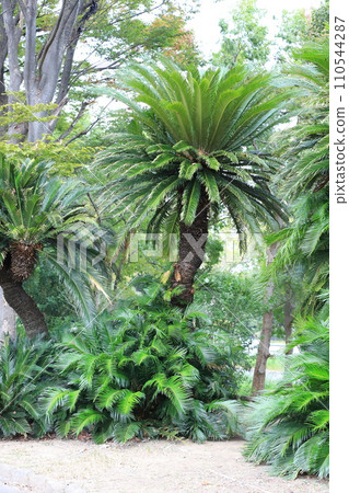 large cycad tree 110544287