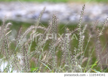 Chikarashiba (Chikarashiba) that grows along the waterside 110544341