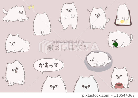 white pomeranian pose set 110544362