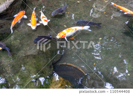 靜岡縣來宮神社庭園景觀、鯉魚池 110544408