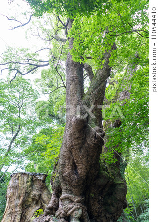 靜岡縣來宮神社天然紀念物“大樟樹” 靜岡縣來宮神社天然紀念物“大樟樹” 110544410
