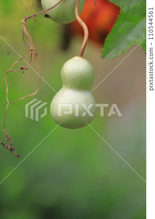 可愛的葫蘆果子 可愛的葫蘆果子 110544561