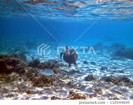 沖繩、座間味、阿嘉島、北濱（西濱）海灘上的海龜 110544695