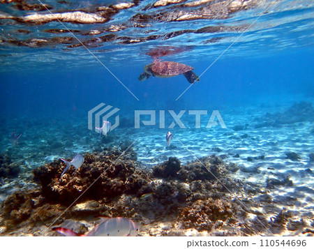 Sea turtles at Nishihama Beach, Aka Island, Zamami, Okinawa Sea turtles at Nishihama Beach, Aka Island, Zamami, Okinawa 110544696