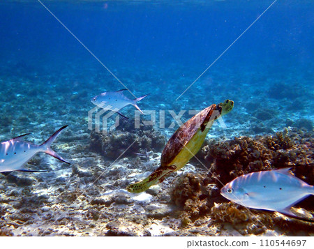 沖繩、座間味、阿嘉島、北濱（西濱）海灘上的海龜 110544697