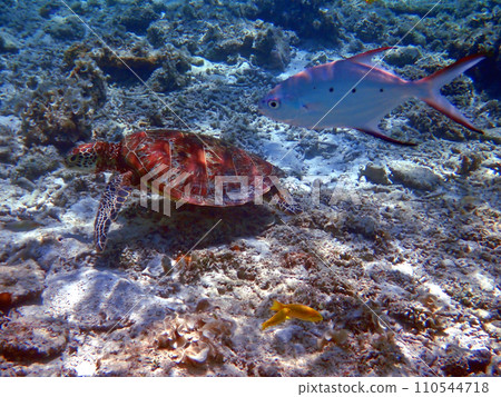 Sea turtles at Nishihama Beach, Aka Island, Zamami, Okinawa Sea turtles at Nishihama Beach, Aka Island, Zamami, Okinawa 110544718