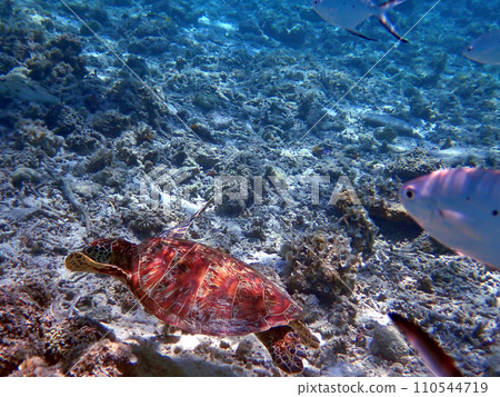 Sea turtles at Nishihama Beach, Aka Island, Zamami, Okinawa Sea turtles at Nishihama Beach, Aka Island, Zamami, Okinawa 110544719
