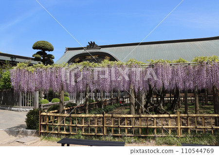 寺廟內美麗的紫藤花架盛開 110544769
