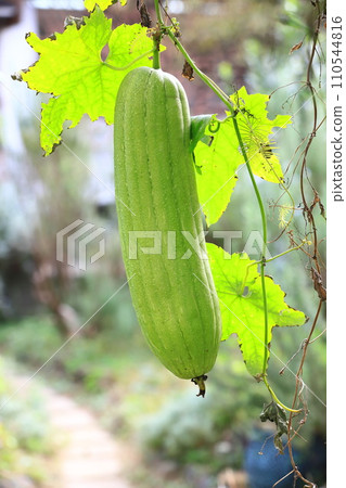 Big loofah fruit 110544816