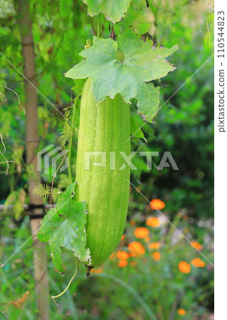 Big loofah fruit 110544823