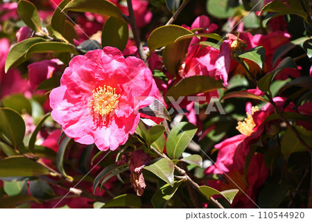 Sasanka (Yamachaka) Sasanka (Yamachaka) 110544920