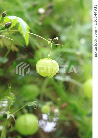 White flowers and fruits of balloon vine 110544933