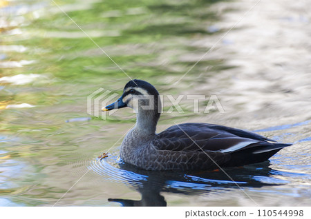 Duck 110544998
