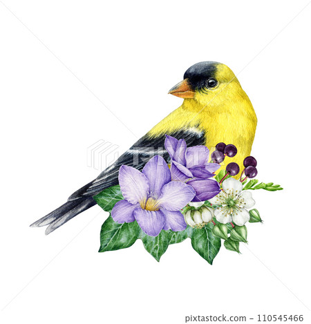 Goldfinch bird with garden flowers decor. Watercolor illustration. Hand painted garden bird with freesia and raspberry flowers, ivy leaves decoration. Goldfinch with floral decor. White background 110545466