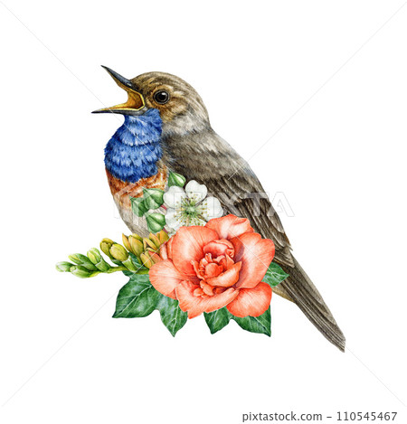 Singing garden bird with freesia flowers decoration. Watercolor illustration. Hand painted bird with freesia, raspberry flowers, ivy leaves element. Singing bluethroat floral decor. White background 110545467