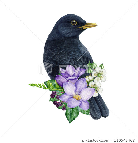 Blackbird bird with garden flowers decor. Watercolor illustration. Common blackbird with floral decor. Hand painted garden bird with freesia, raspberry flowers, ivy leaves decoration. White background 110545468