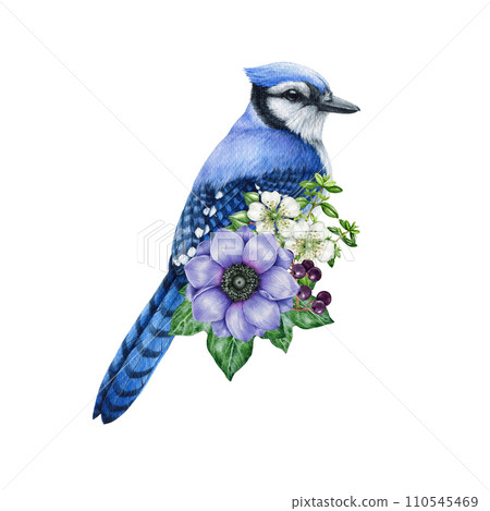 Garden bird with blooming flower decor. Watercolor illustration. Hand painted blue jay bird with garden tender flowers, berries and ivy leaves decoration. Blue jay with floral decor. White background 110545469