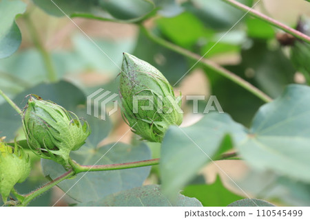 棉籽和絨毛 110545499