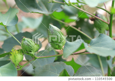 棉籽和絨毛 110545500