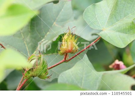 棉籽和絨毛 110545501