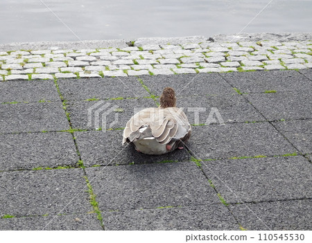 Iceland Summer Reykjavik Lake Tjornin Greylag Goose Iceland Summer Reykjavik Lake Tjornin Greylag Goose 110545530