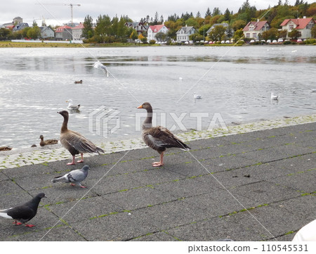Iceland Summer Reykjavik Lake Tjornin Greylag Goose Iceland Summer Reykjavik Lake Tjornin Greylag Goose 110545531