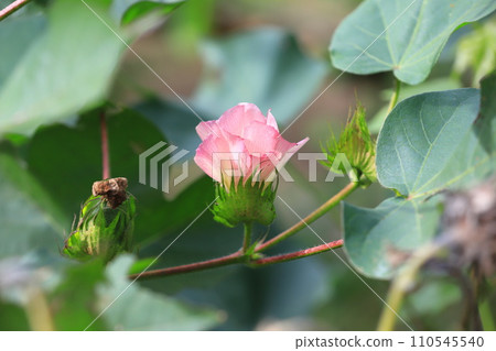 pink cotton flower 110545540