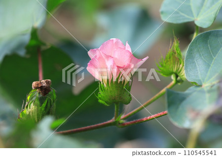 pink cotton flower 110545541