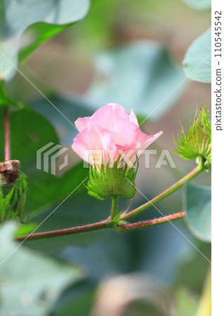 pink cotton flower 110545542