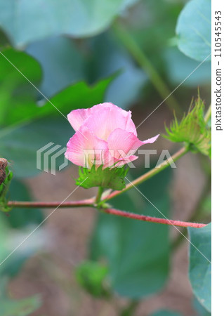 pink cotton flower 110545543