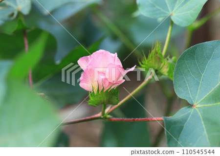 pink cotton flower 110545544