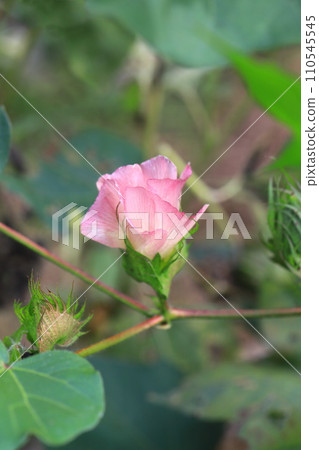 粉紅色的棉花花 110545545