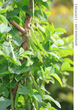 Butterfly peas or butterfly peas 110545821