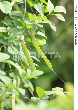 Butterfly peas or butterfly peas 110545822