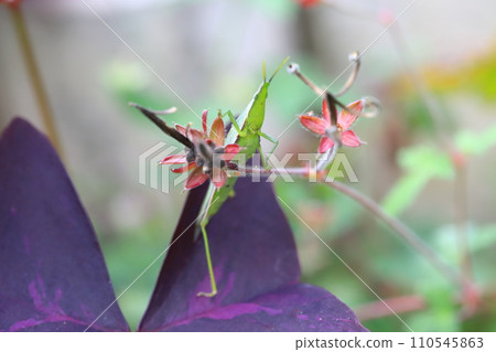 A small grasshopper perches on a flower 110545863
