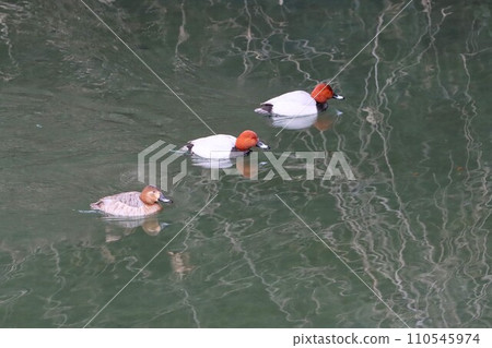 坂戶市科馬川中兩隻雄性白尾魚和一隻雌性優雅游泳的景象。 坂戶市科馬川中兩隻雄性白尾魚和一隻雌性優雅游泳的景象。 110545974