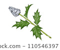 Illustration of Hiiragi sardine (watercolor style) 110546397