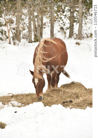 Photographing a horse grazing hay on a snowy field in winter in Otobe Town, Hokkaido Photographing a horse grazing hay on a snowy field in winter in Otobe Town, Hokkaido 110546715